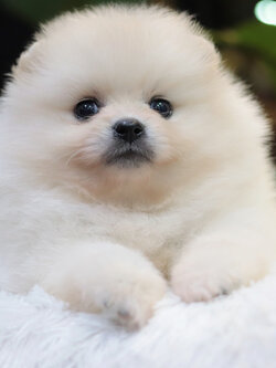 ปอมเมอเรเนียน เพศเมียขาวครีม