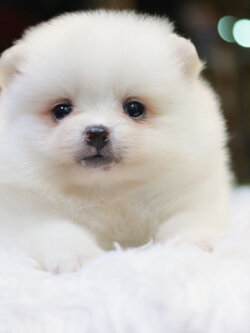 ปอมเมอเรเนียน เพศเมียสีขาว