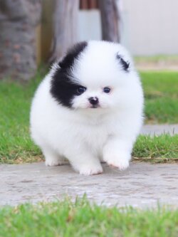 ปอมเมอเรเนียน เพศผู้สีแฟนซีเกรดโชว์