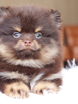 ปอมเมอเรเนียน เพศผู้ สีช็อคแทน