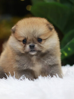 ปอมเมอเรเนียน เพศเมีย