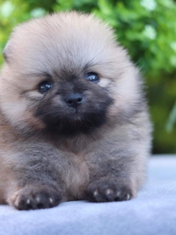 ปอมเมอเรเนียน เพศเมีย