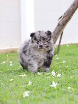 ปอมเมอเรเนียน เพศผู้ สีเมอเร่ (Chocolate Merle)