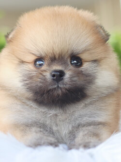 ปอมเมอเรเนียน เพศผู้สีส้ม