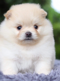 ปอมเมอเรเนียน เพศเมีย