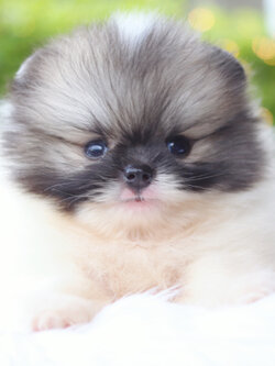 ปอมเมอเรเนียน เพศผู้สีแฟนซี