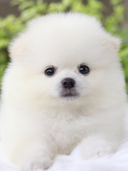 ปอมเมอเรเนียน เพศผู้สีขาวครีม