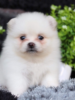 ปอมเมอเรเนียน เพศเมีย