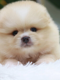 ปอมเมอเรเนียน เพศผู้ ไซส์ปกติ หน้าฟ็อก