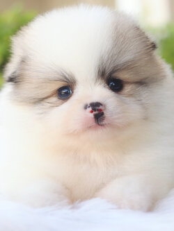 ปอมเมอเรเนียน เพศผู้สีแฟนซี