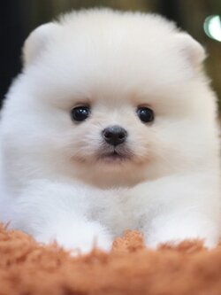 ปอมเมอเรเนียน เพศเมีย ทีคัพ สีขาวครีม เกรดโชว์