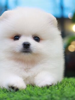 ปอมเมอเรเนียน เพศผู้สีขาวครีม