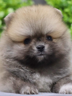 ปอมเมอเรเนียน เพศผู้