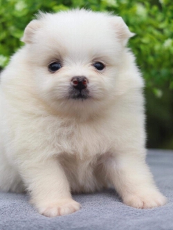 ปอมเมอเรเนียน เพศเมีย