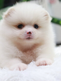 ปอมเมอเรเนียน เพศผู้ หน้าฟ็อก