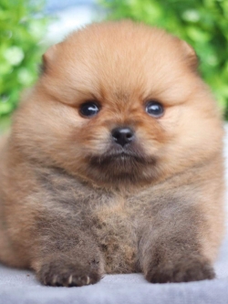 ปอมเมอเรเนียน เพศผู้