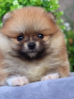 ปอมเมอเรเนียน เพศผู้