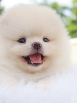 ปอมเมอเรเนียน เพศผู้สีครีม