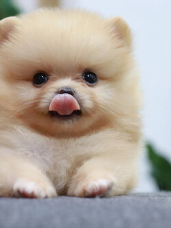 ปอมเมอเรเนียน เพศผู้