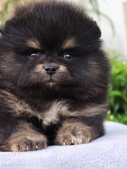 ปอมเมอเรเนียน เพศเมีย