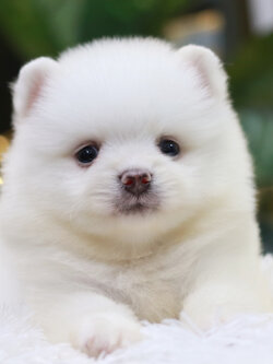 ปอมเมอเรเนียน เพศผู้ สีขาวครีม