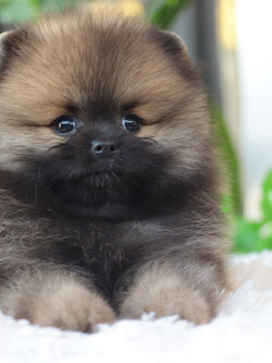 ปอมเมอเรเนียน เพศผู้สีส้ม