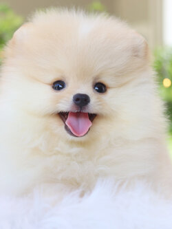 ปอมเมอเรเนียน เพศเมียสีครีม