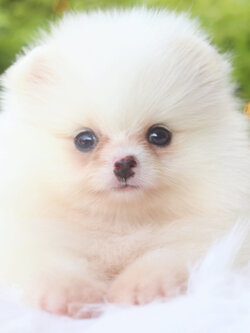 ปอมเมอเรเนียน เพศเมียสีขาวครีม