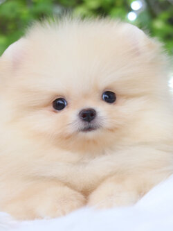 ปอมเมอเรเนียน เพศผู้ สีครีม เกรดโชว์