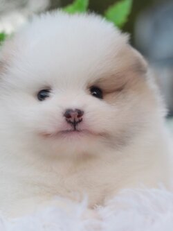 ปอมเมอเรเนียน เพศผู้ แฟนซี