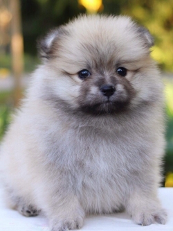 ปอมเมอเรเนียน เพศผู้