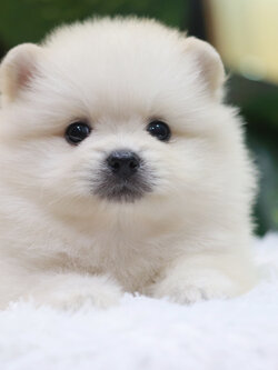 ปอมเมอเรเนียน เพศผู้ ขาวครีม หน้าฟ็อกไซส์ปกติ