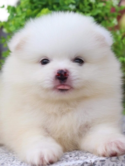 ปอมเมอเรเนียน เพศผู้