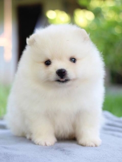 ปอมเมอเรเนียน เพศเมีย