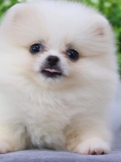 ปอมเมอเรเนียน เพศเมีย