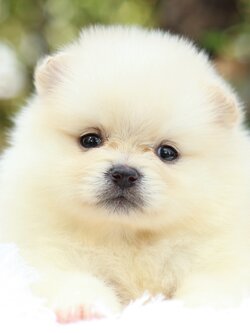 ปอมเมอเรเนียน เพศเมียสีครีม