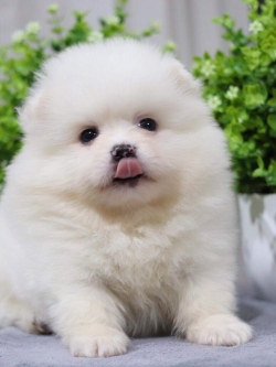 ปอมเมอเรเนียน เพศผู้