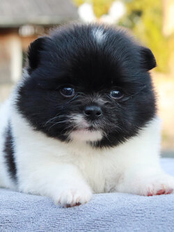 ปอมเมอเรเนียน เพศผู้