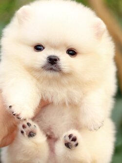 ปอมเมอเรเนียน เพศผู้ สีครีม หน้าตุ๊กตา