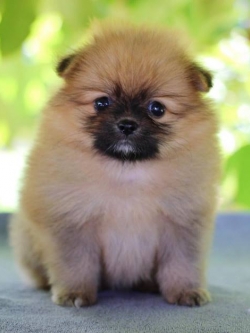 ปอมเมอเรเนียน เพศเมีย