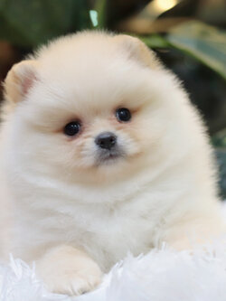 ปอมเมอเรเนียน เพศผู้ ขาวครีม