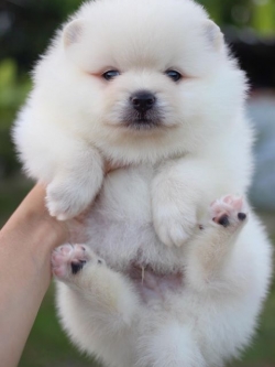 ปอมเมอเรเนียน เพศผู้