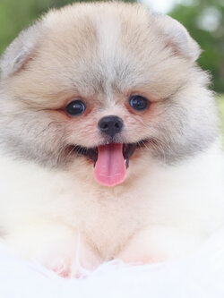 ปอมเมอเรเนียน เพศผู้สีแฟนซี