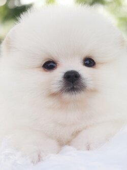 ปอมเมอเรเนียน เพศเมียสีขาวครีมเกรดโชว์