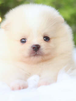 ปอมเมอเรเนียน เพศผู้สีครีม