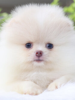 ปอมเมอเรเนียน เพศผู้สีขาวครีม