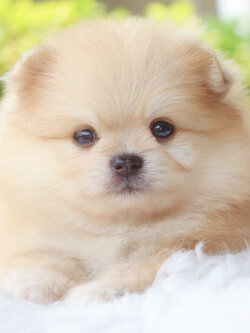 ปอมเมอเรเนียน เพศเมียสีส้ม