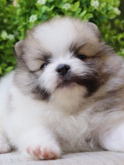 ปอมเมอเรเนียน เพศผู้