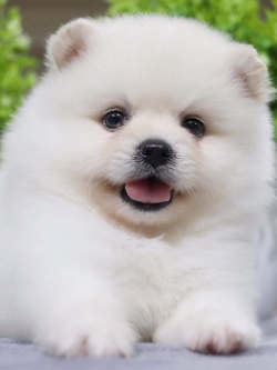 ปอมเมอเรเนียน เพศผู้