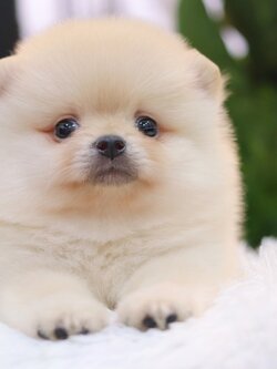 ปอมเมอเรเนียน เพศผู้ สีขาวครีม